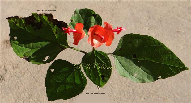  Flowering shoot with leaves ( Adaxial and Abaxial view)